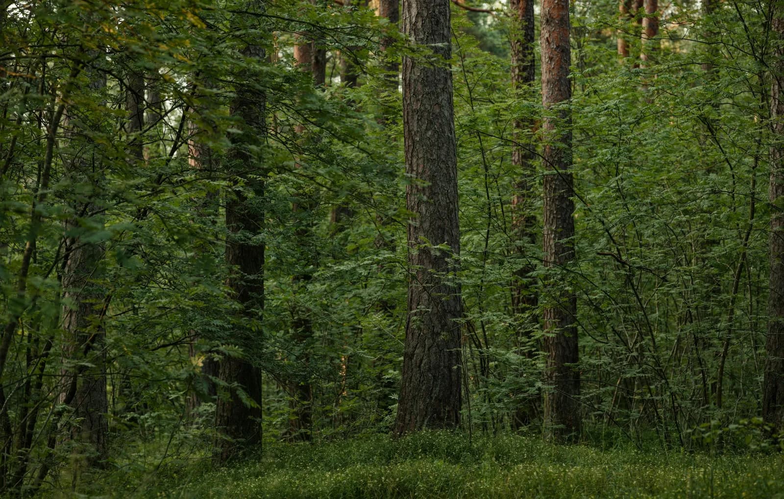 The Nordic Naming Tradition in 2026