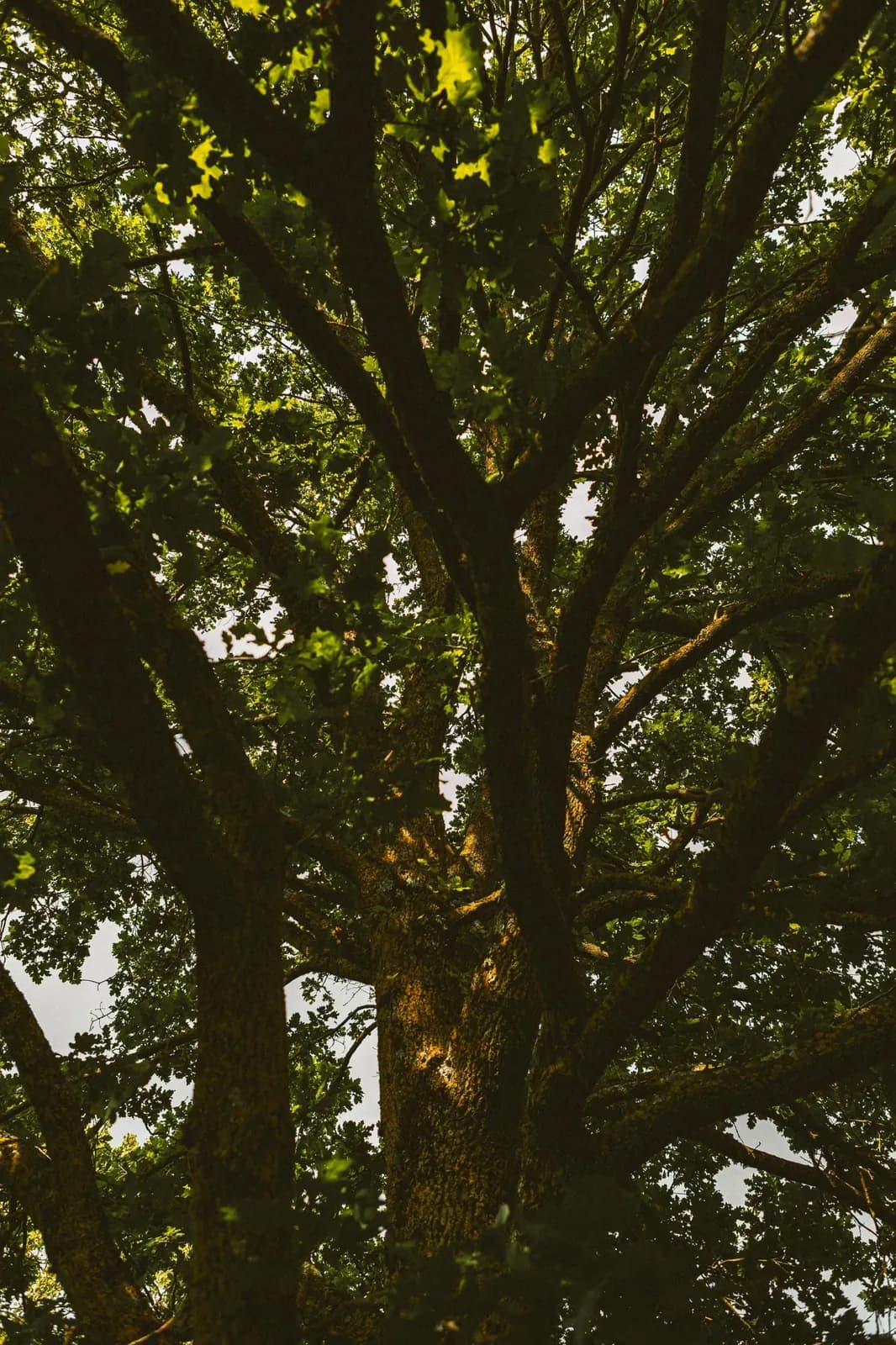 The Meaning Behind Nature Names: More Than Just Pretty Words