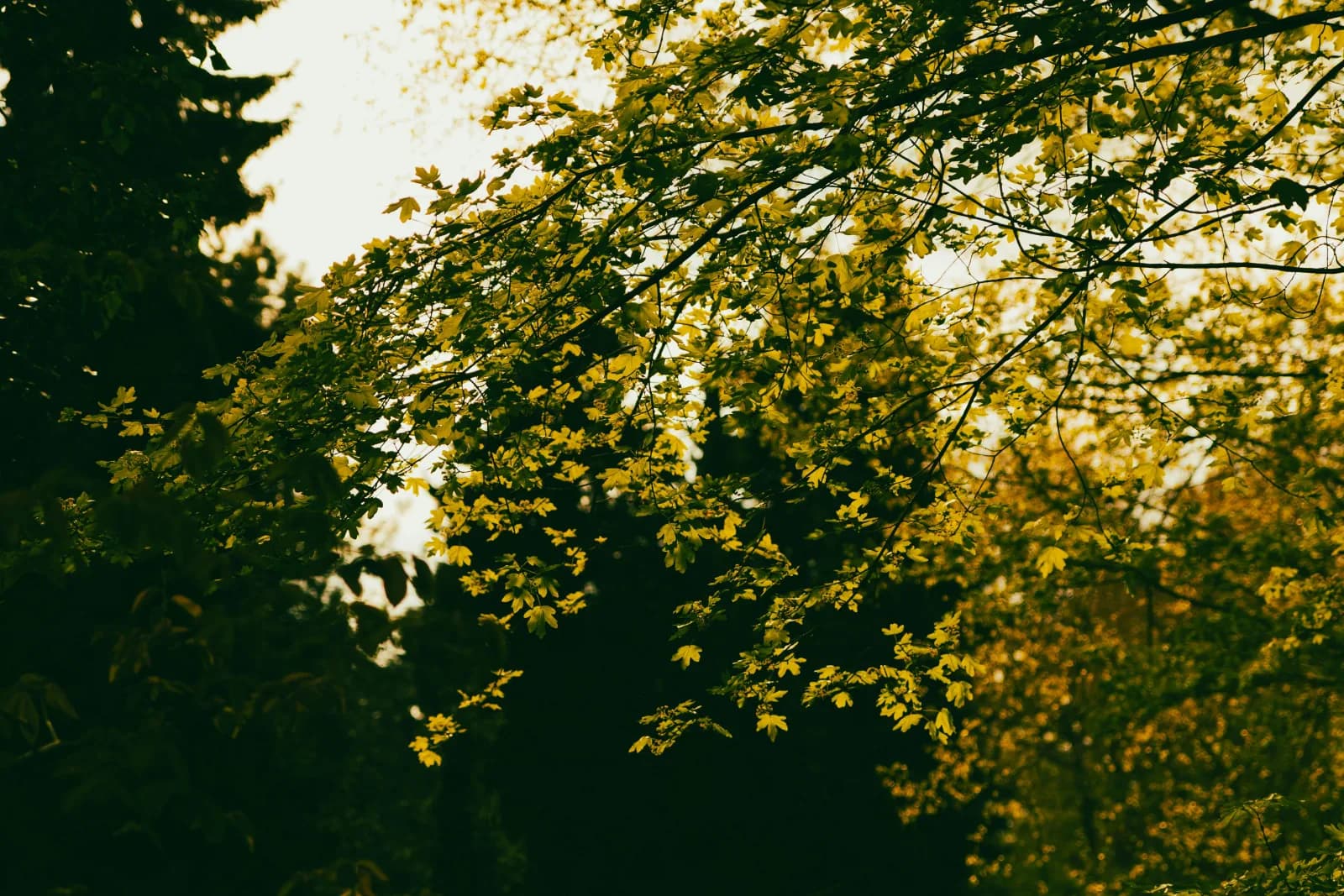 Why Some Names Go Extinct: The Rise and Fall of a Name