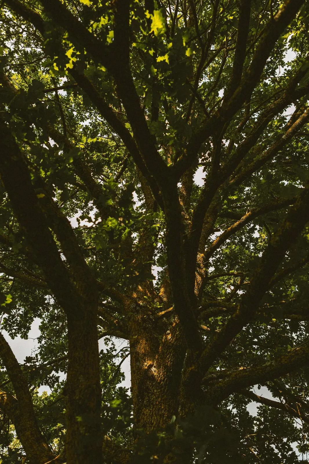 The Meaning Behind Nature Names: More Than Just Pretty Words