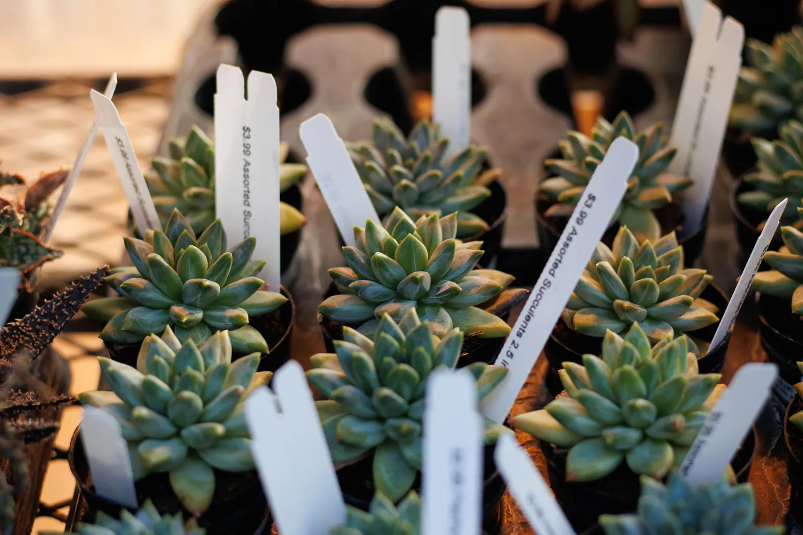 Names Meaning New Beginnings