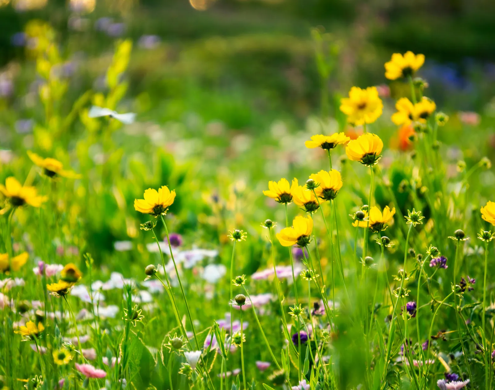 Valentine's Day Baby Names